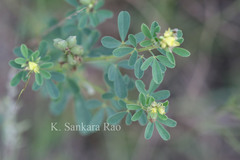 Crotalaria medicaginea